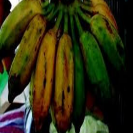 SBJEI-FRESH ATIA KOLA OR SEED BANANA